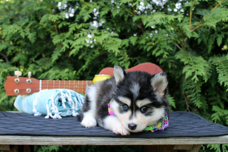 puppy, for, sale, Pomsky, Matthew B. Stoltzfus, dog, breeder, Gap, PA, dog-breeder, puppy-for-sale, forsale, nearby, find, puppyfind, locator, puppylocator, aca